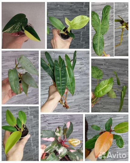 Филодендроны