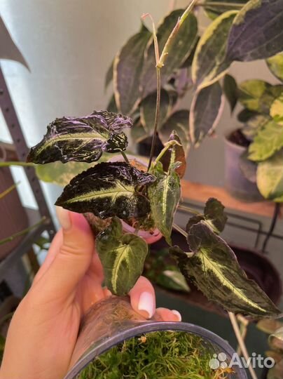 Сингониумы