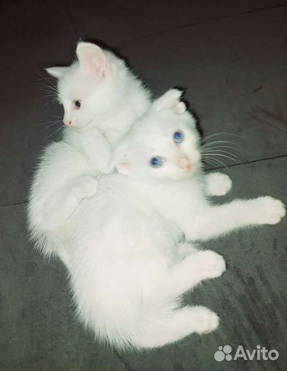 Белый котенок