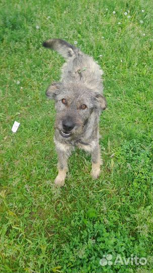 Собака в добрые руки.Мальчик