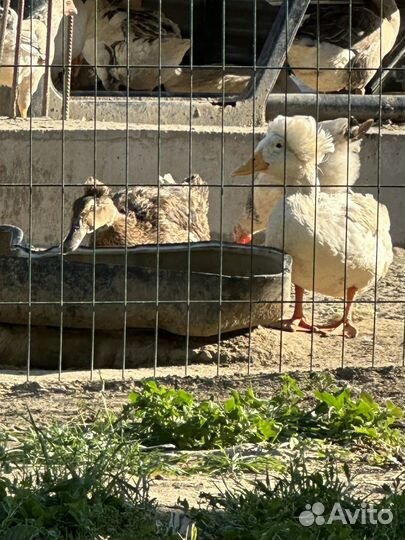 Утки хохлатые