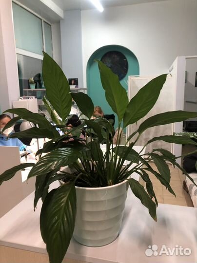 Спатифиллум