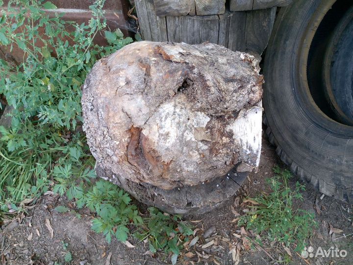 Кап Сувель Березовый