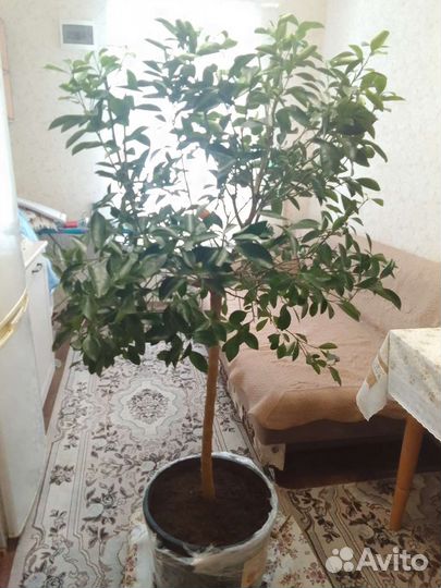 Продам плодоносящее цитрусовое дерево