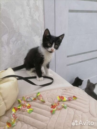 Котята в дар бесплатно