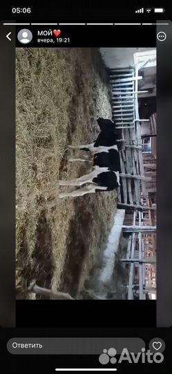 Бычки и телята