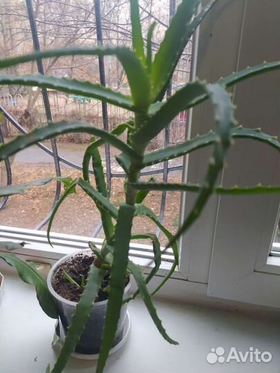 Комнатные растения