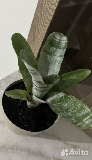 Эхмея - красивое растение