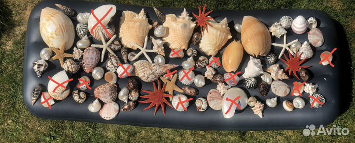 Ракушки интерьерные