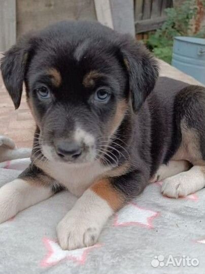 Плюшивая девчушка