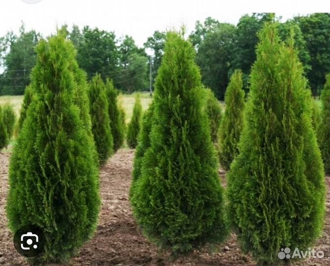 Туи Смарагд