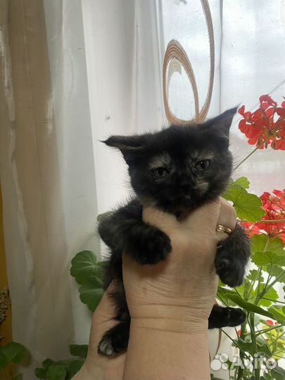 Кошки в добрые руки даром