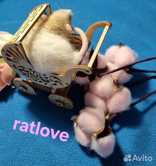 Крысята дамбо малыши мальчишки