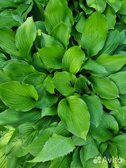 Хоста примула флоксы