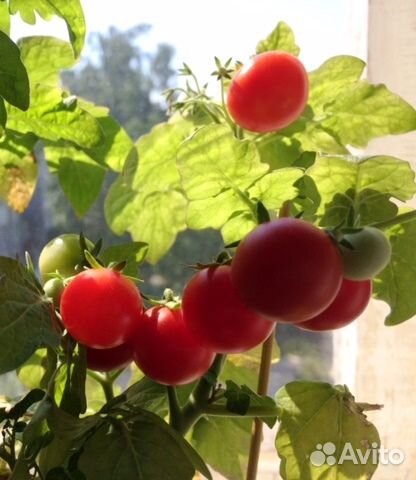 Огород на балконе Рассада томатов
