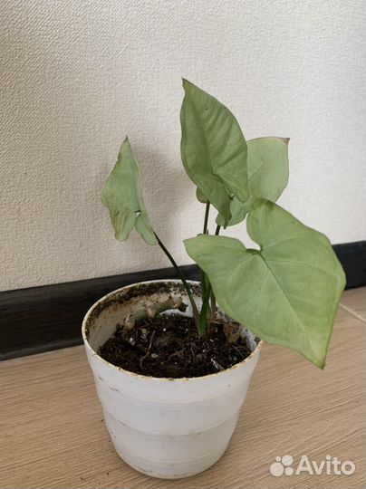 Домашние цветы