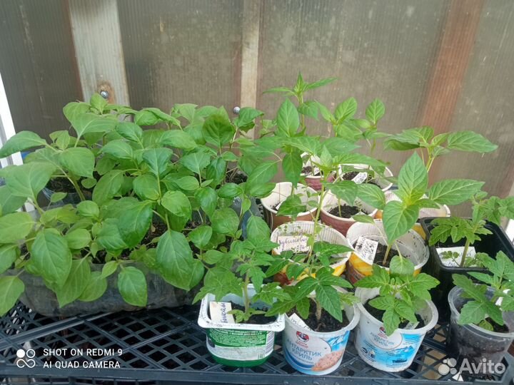 Рассада черники форте,помидоров, перцев,баклажанов