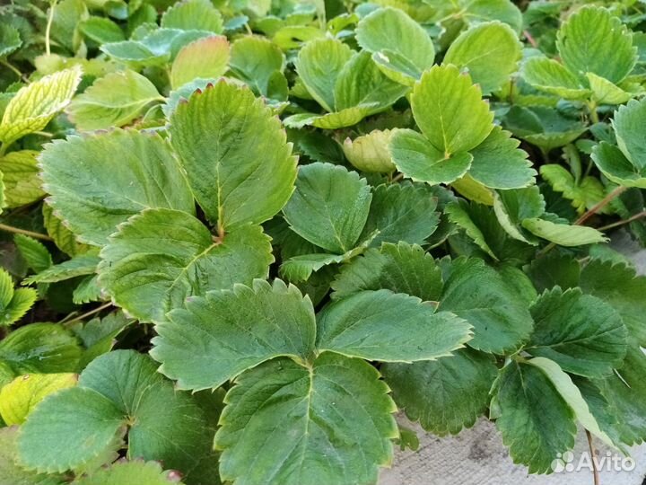 Клубника крупная