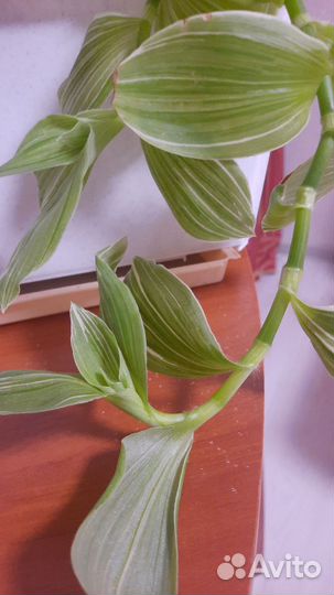 Традесканция