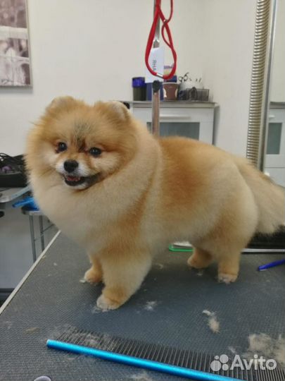 Стрижка животных