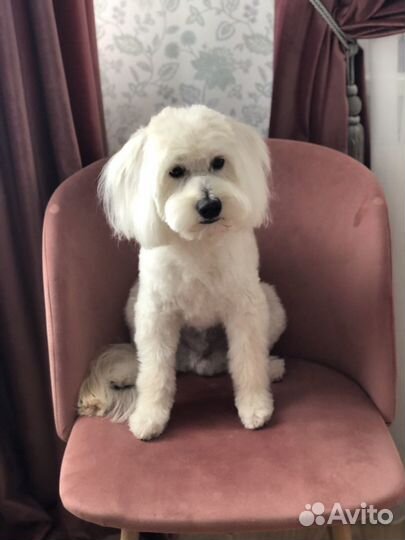 Мальтипу вязка