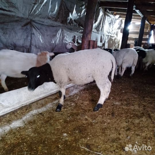Овцы бараны ягнята дорпер