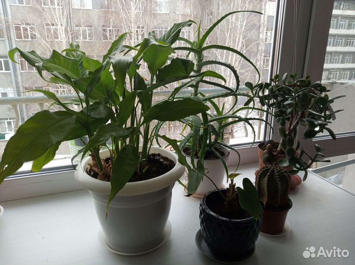 Спатифил алоэ толстянка антуриум кактус фикус роза