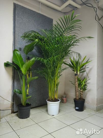 Растения. Стрелиция. Юкка. Хризолидокарпус