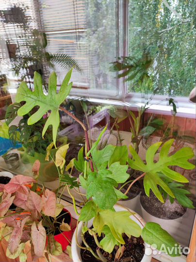 Филодендрон лучистый