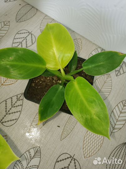 Филодендрон