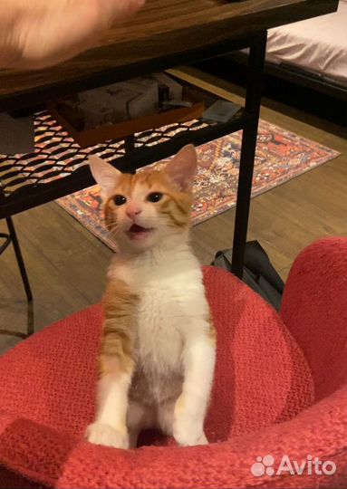 Котик в добрые руки