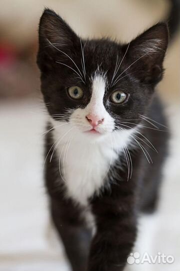 Кошка в дар бесплатно
