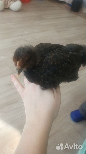 Цыплята разных пород