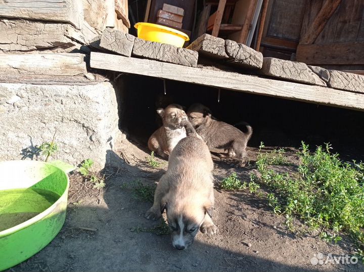 Отдам в хорошие руки
