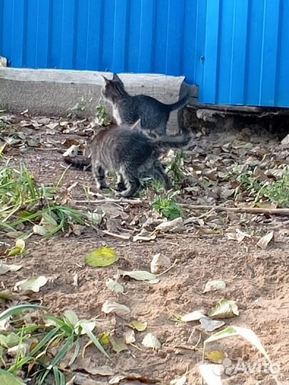 Котята в добрые руки