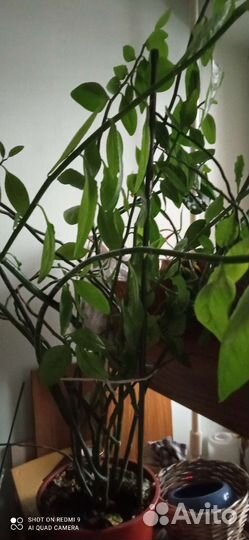 Хойя и другие