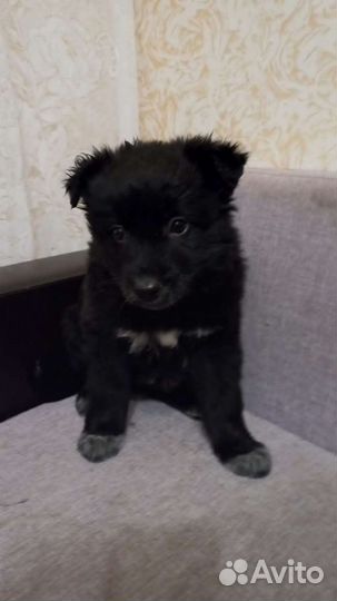 Щенки в добрые руки бесплатно