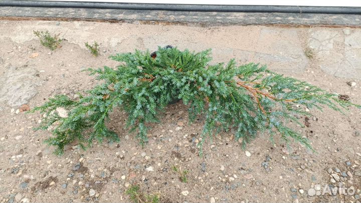 Можжевельник голубой 2 информация в описании