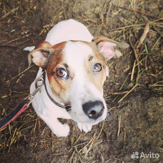 Дом престарелых для собак. Передержка на доживание