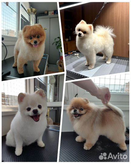 Услуги грумера (собаки и кошки)