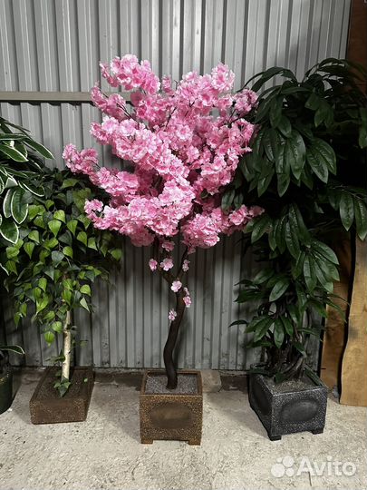 Дерево бонсай