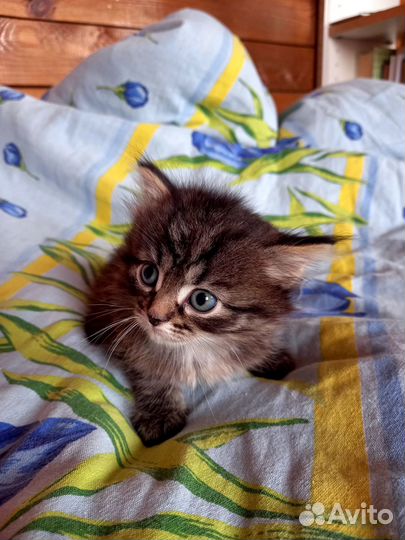 Отдам котят в добрые руки