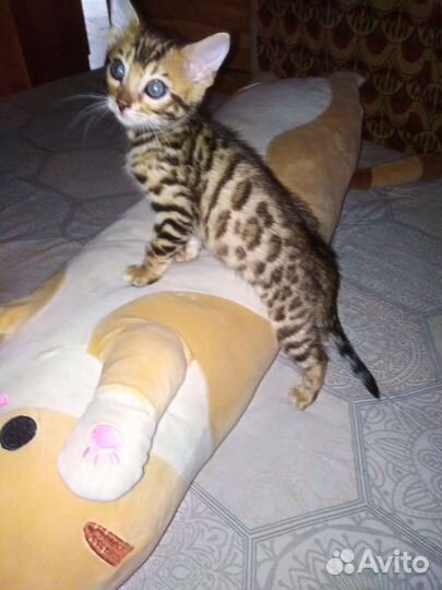 Бенгальские котята