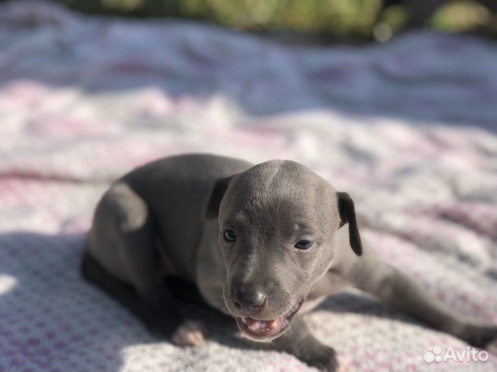 Щенки уиппета