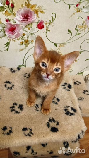 Абиссинские котята