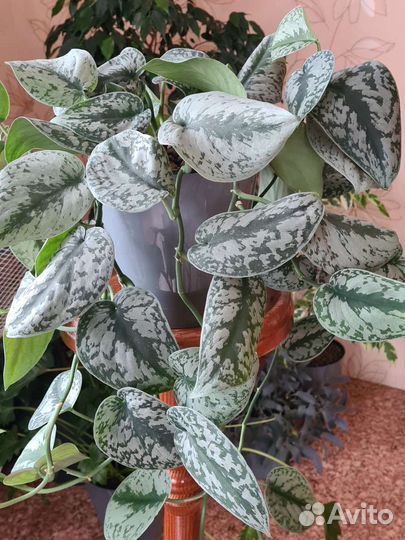 Сциндапсус пиктус, эпипремнум неон и голден квин