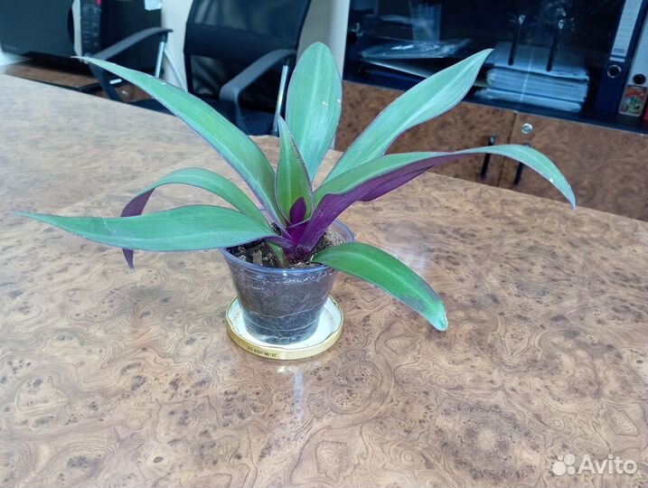 Рэо растение