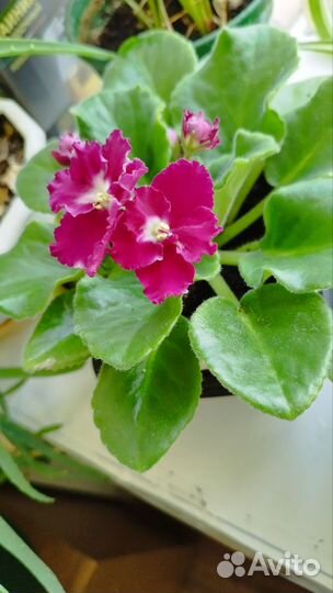 Цветущие фиалки