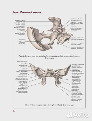 Атлас анатомии человека Лёвкин