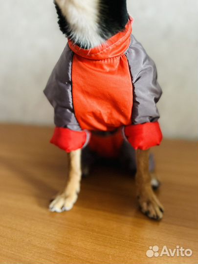 Комбинизон для собак супер маленьких пород)